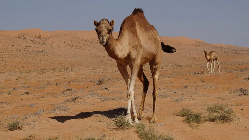 Oman: kiedy do Omanu? Sezon, ceny i najlepsze regiony na road trip