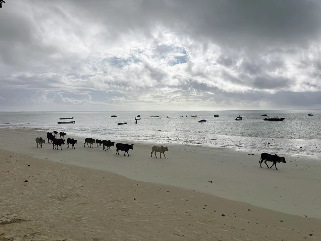 Pochmurne niebo nad plażą na Zanzibarze